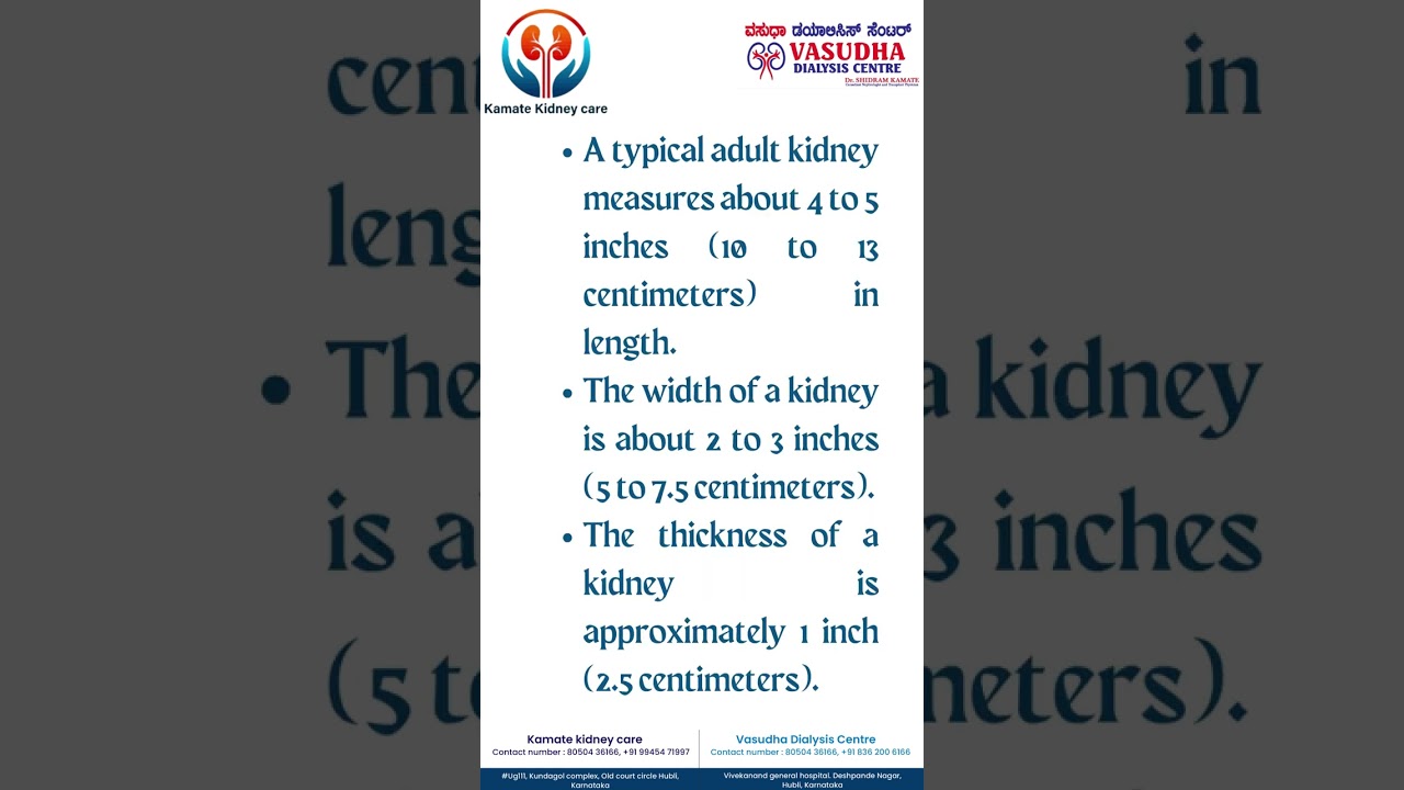 How big is a human kidney